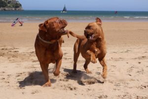 Ray y Anuk, dos hermano dogos en la playa de laredo.