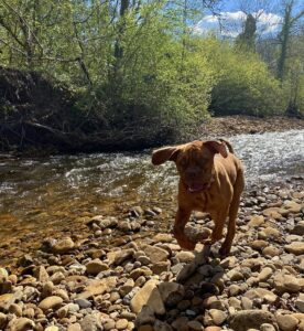 Dogo de Burdeos cachorro, con pelaje caoba brillante corriendo en aguas bajas de un río, salpicando agua a su alrededor con movimiento energético y expresión entusiasta