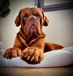 Ray, Dogo de Burdeos.