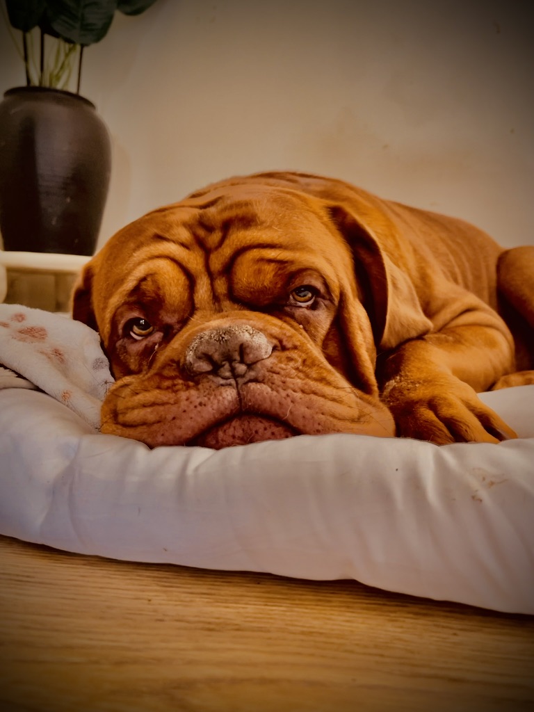 Dogo de Burdeos tumbado sobre una superficie suave, mirando directamente a la cámara con expresión tranquila.