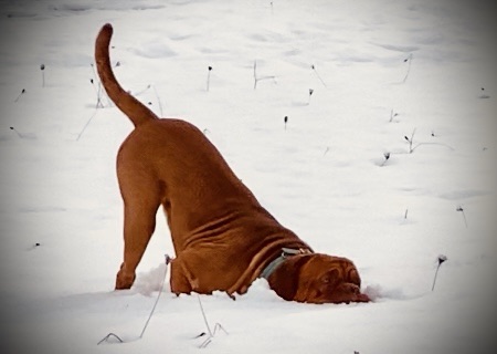 Dogo de Burdeos descansando en la nieve con la cabeza apoyada y expresión tranquila