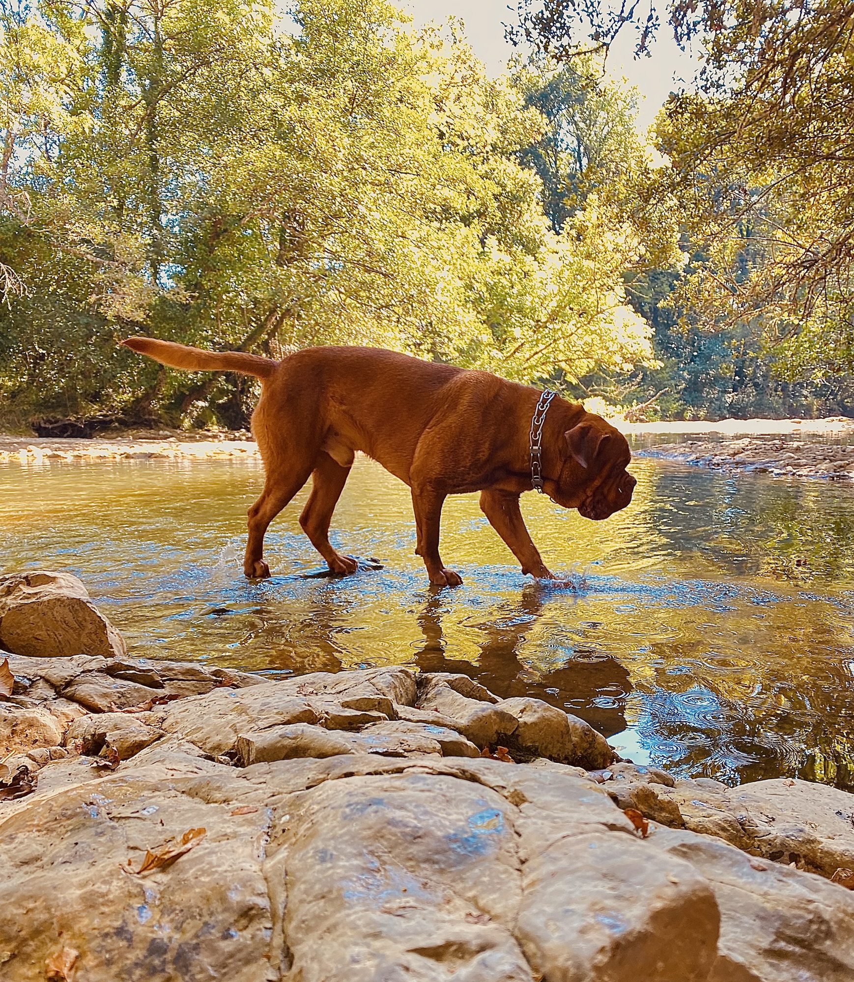 Dogo de Burdeos jugando y refrescándose en un río