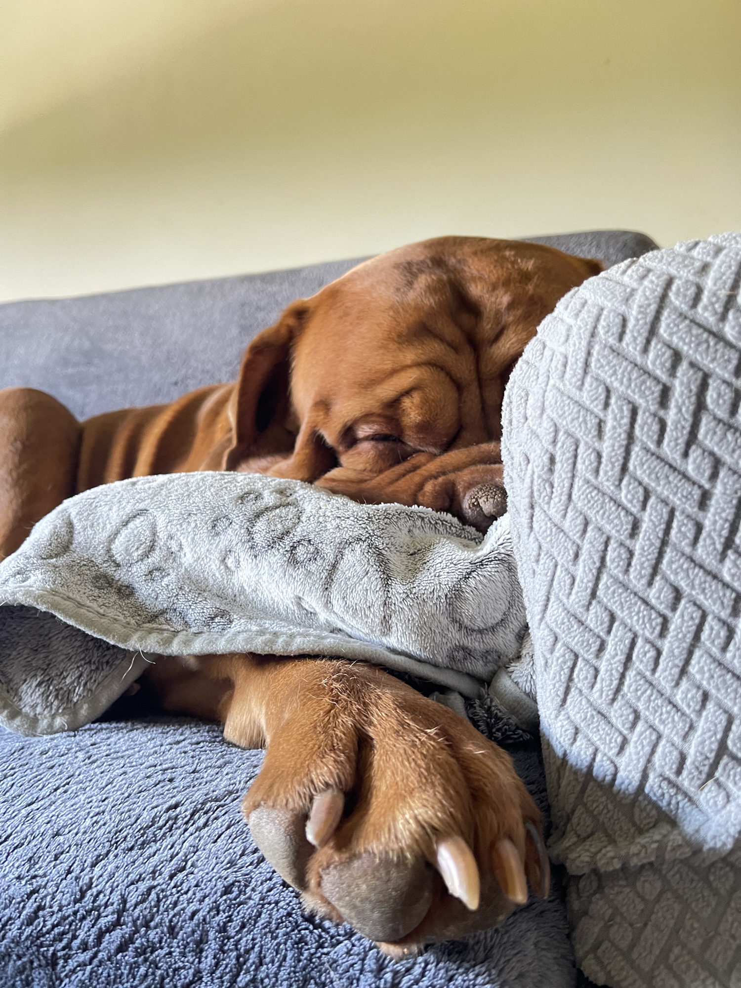 Dogo de Burdeos descansando plácidamente sobre un sofá
