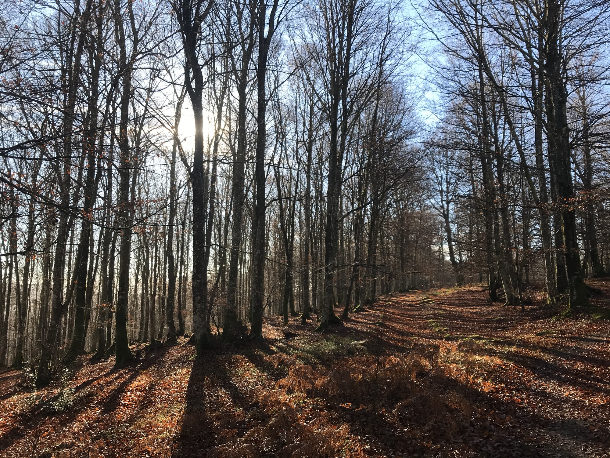 Bosque en Álava durante la caída de hojas en otoño, con suelo cubierto de hojas